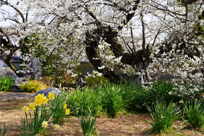 京都_桜_2020_04　No16