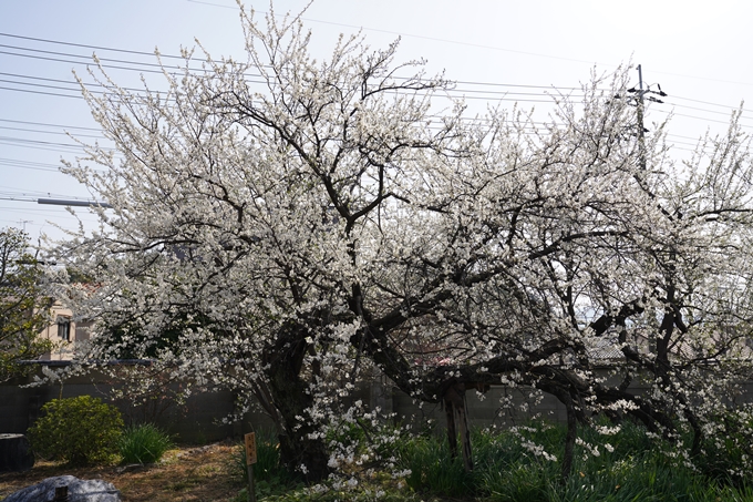 京都_桜_2020_04　No18