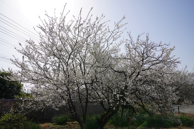 京都_桜_2020_04　No19