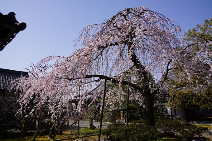 京都_桜_2020_04　No12