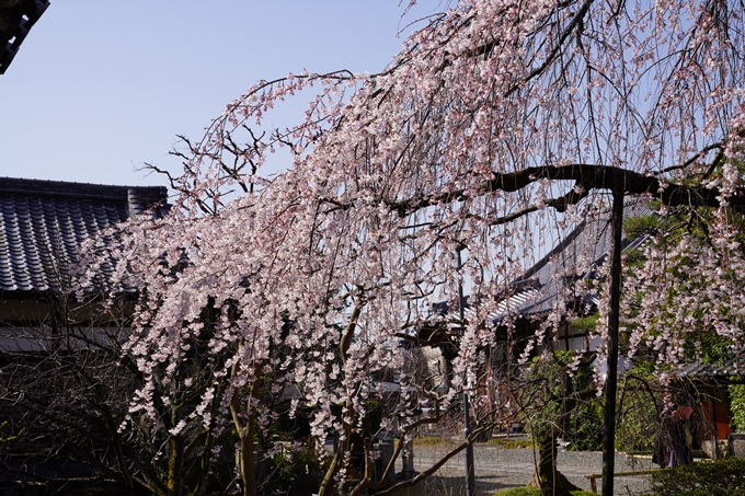 京都_桜_2020_04　No13