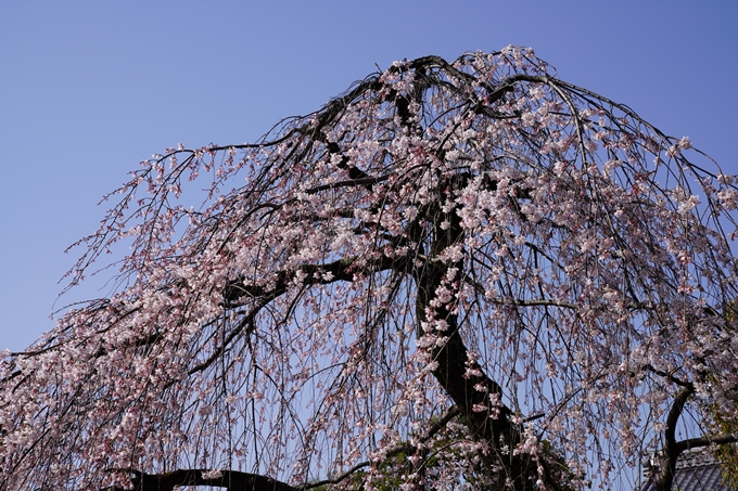 京都_桜_2020_04　No14