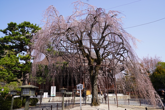 京都_桜_2020_05　No3