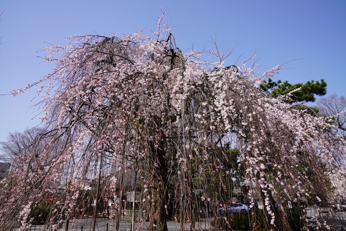 京都_桜_2020_05　No5