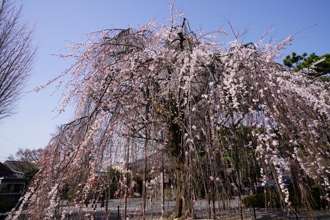 京都_桜_2020_05　No6