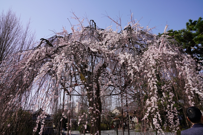 京都_桜_2020_05　No8