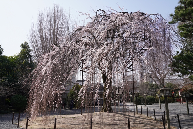 京都_桜_2020_05　No9