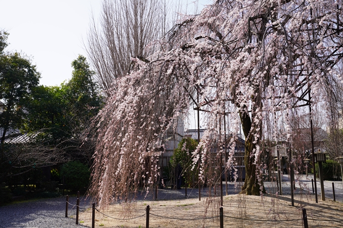 京都_桜_2020_05　No10