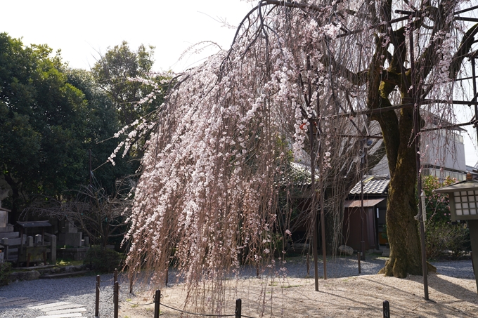 京都_桜_2020_05　No11