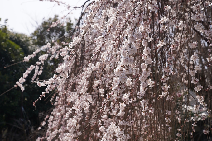 京都_桜_2020_05　No12