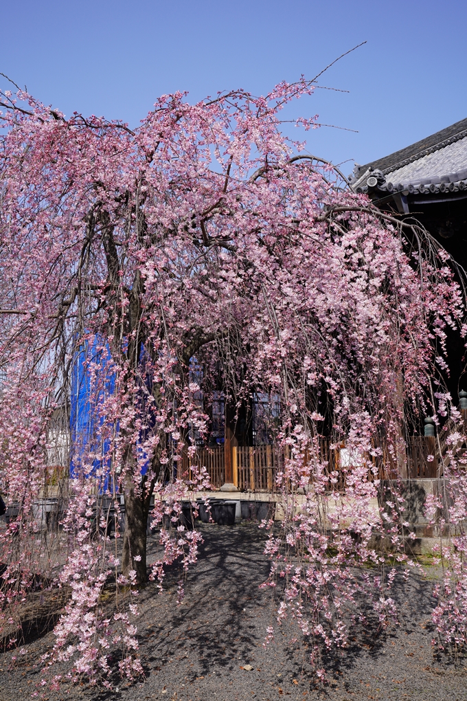 京都_桜_2020_06　No2