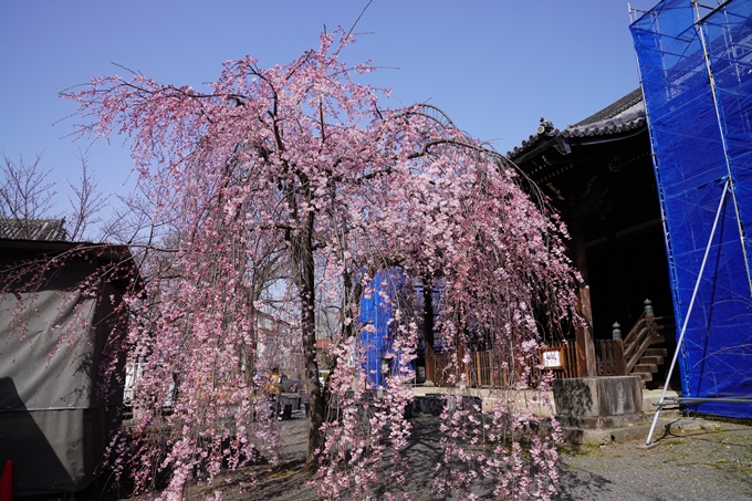 京都_桜_2020_06　No4