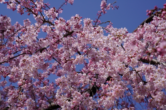 京都_桜_2020_06　No5