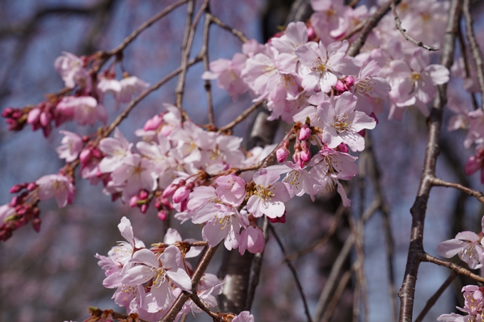 京都_桜_2020_06　No6