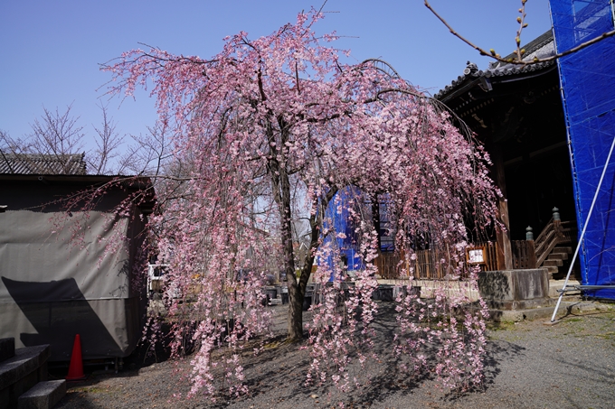 京都_桜_2020_06　No7