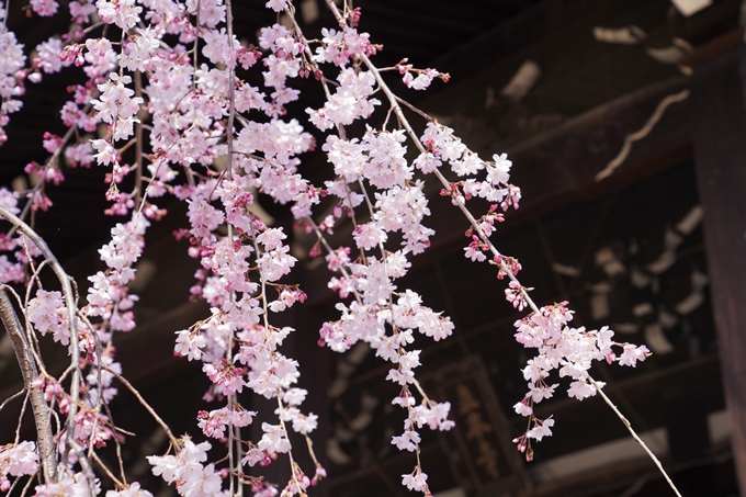 京都_桜_2020_06　No8