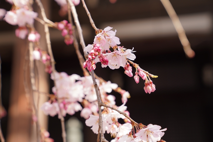 京都_桜_2020_06　No9