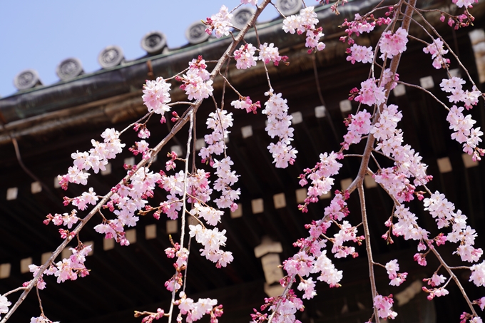 京都_桜_2020_06　No10