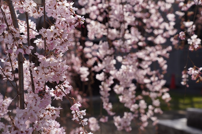 京都_桜_2020_06　No11