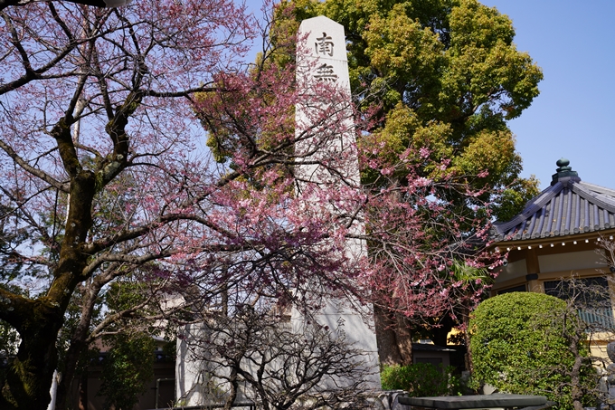 京都_桜_2020_06　No12