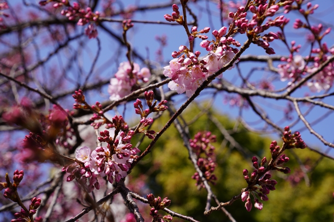 京都_桜_2020_06　No13