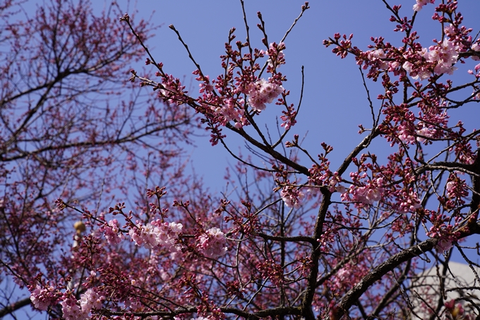 京都_桜_2020_06　No14