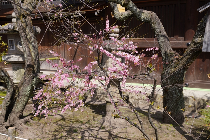 京都_桜_2020_07　No3