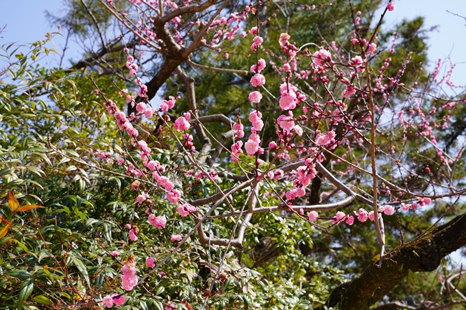 京都_桜_2020_07　No4