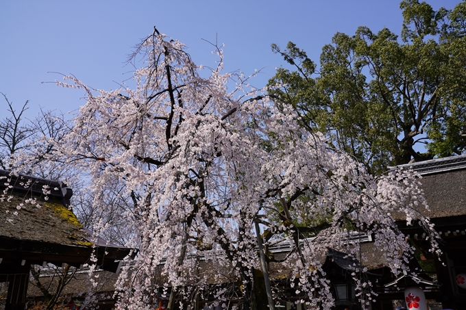 京都_桜_2020_07　No6