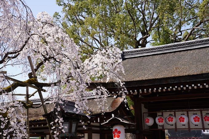 京都_桜_2020_07　No7