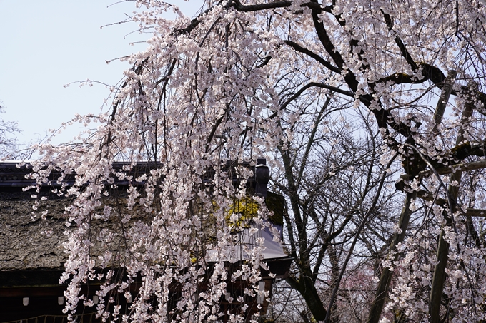 京都_桜_2020_07　No8