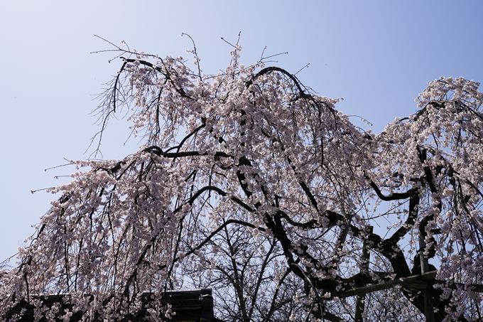 京都_桜_2020_07　No9