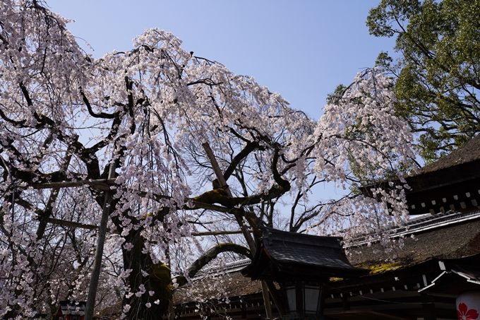 京都_桜_2020_07　No10