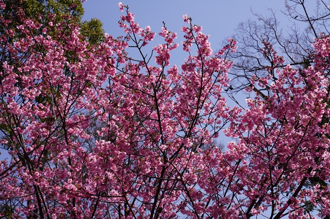 京都_桜_2020_07　No11