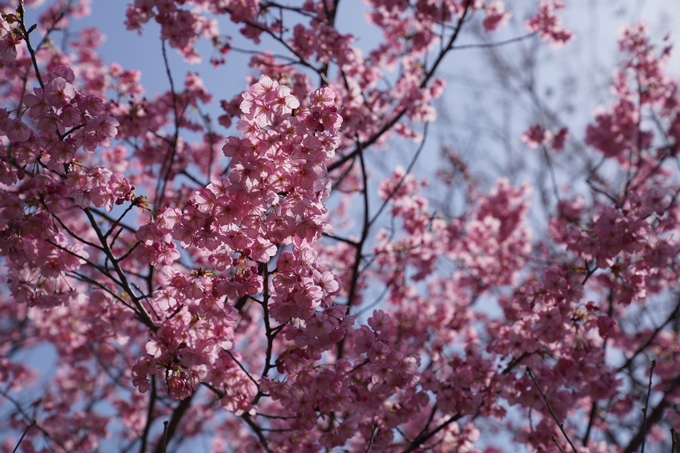 京都_桜_2020_07　No12