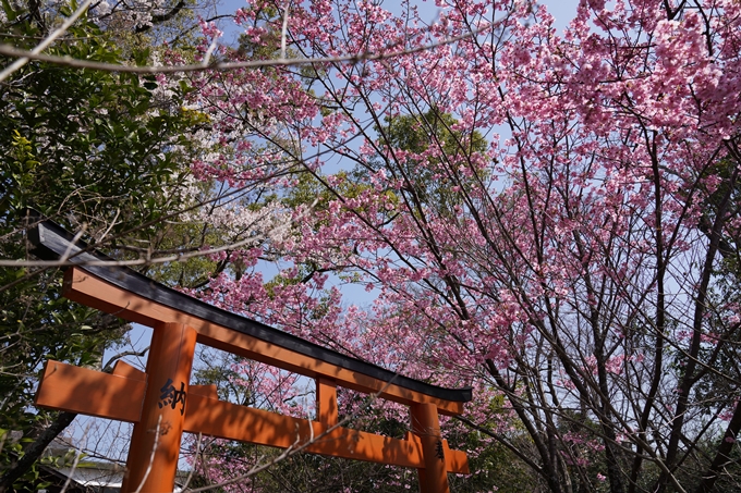 京都_桜_2020_07　No13