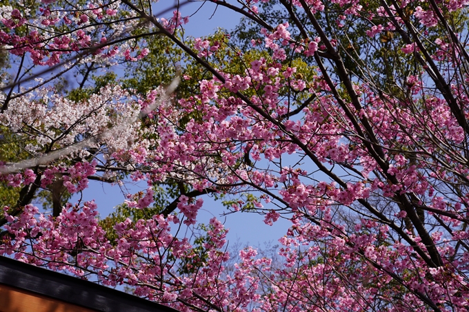 京都_桜_2020_07　No14