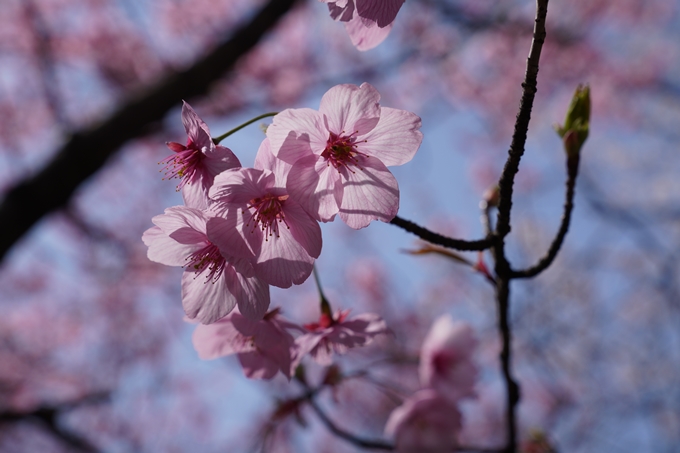 京都_桜_2020_07　No15