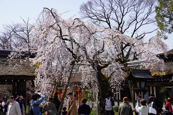 京都_桜_2020_07　No17