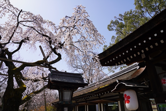 京都_桜_2020_07　No18