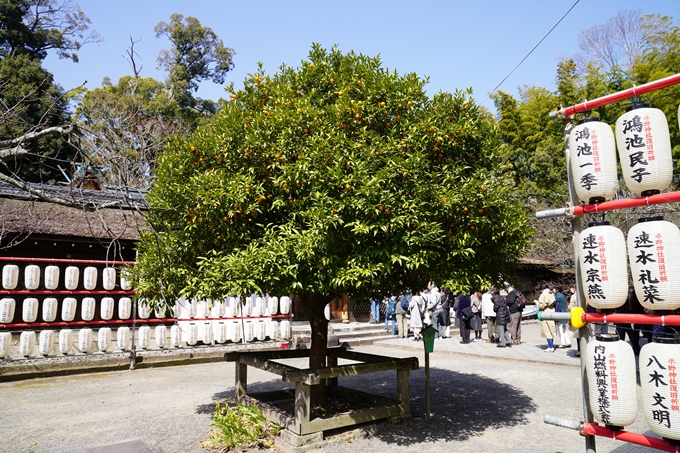 京都_桜_2020_07　No22