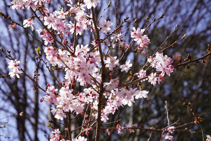 京都_桜_2020_07　No23