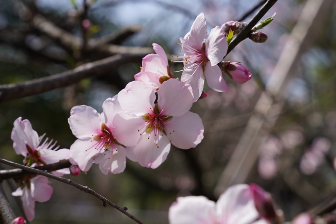 京都_桜_2020_07　No24