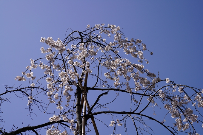 京都_桜_2020_07　No25