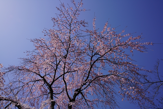 京都_桜_2020_07　No26