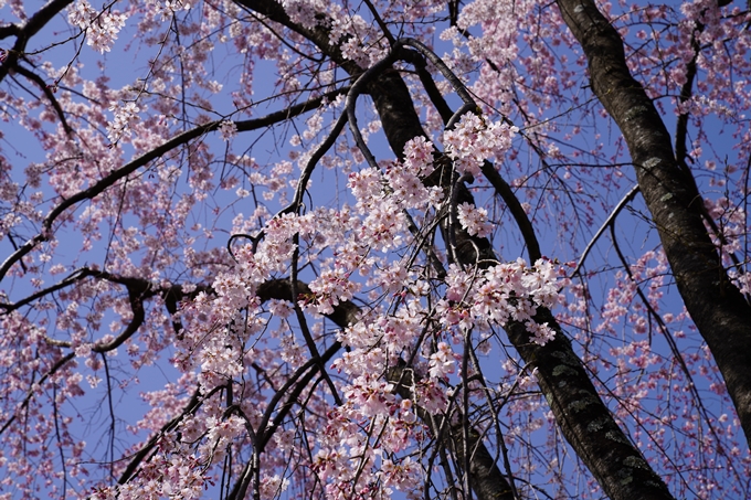 京都_桜_2020_07　No27