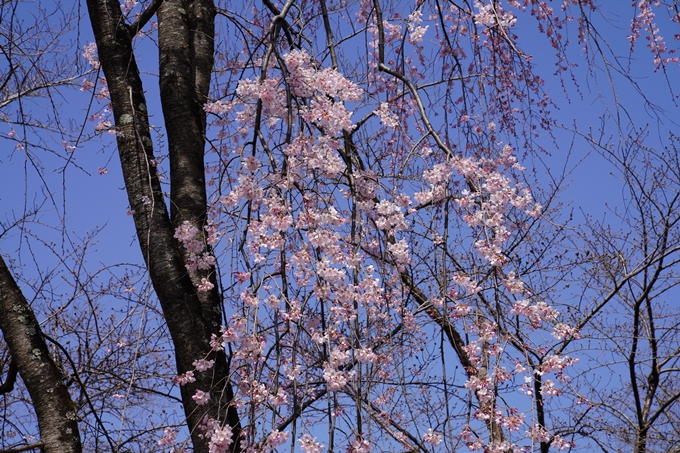 京都_桜_2020_07　No28