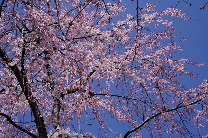 京都_桜_2020_07　No29