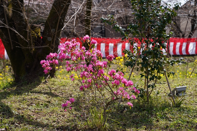 京都_桜_2020_07　No30