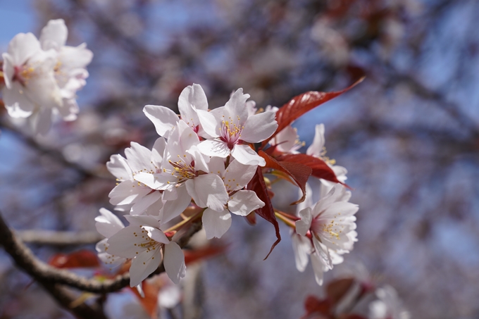 京都_桜_2020_07　No33